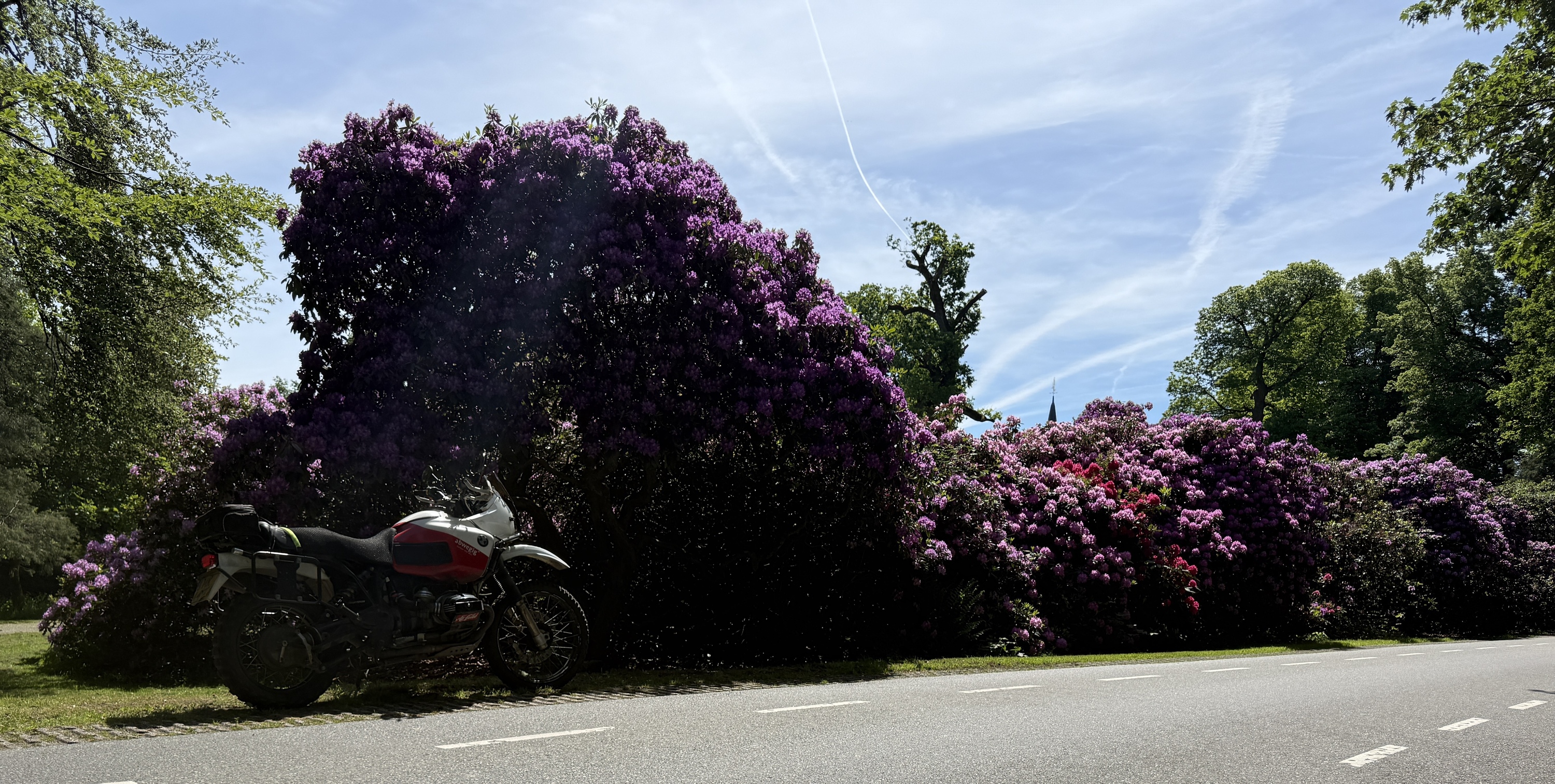 GS-rodondendron.jpg