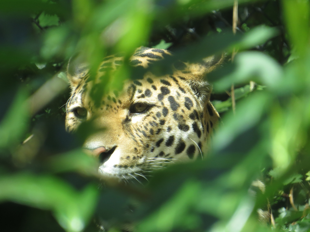 emmen-leopard.jpg